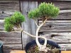 Pušis kalninė subsp. mugo (formuota) (lot. Pinus mugo ) 